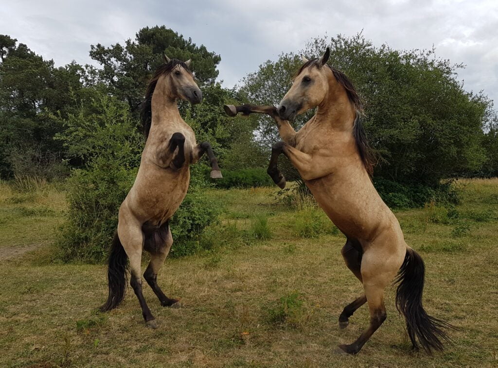 Deux chevaux jouant debout dans un pré.
