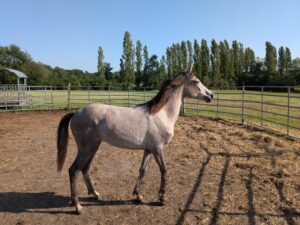 Pinga est la dernière née au haras, c'est une pouliche très calme qui aime se faire caresser. Née alezane, elle est devenue grise au printemps.